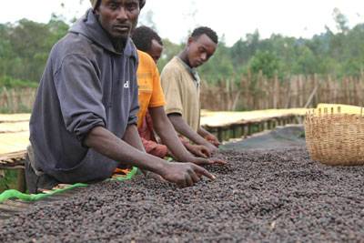 Rohkaffeebohnen Äthiopien Sidamo