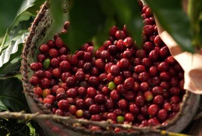 Honduras Bio Rohkaffee